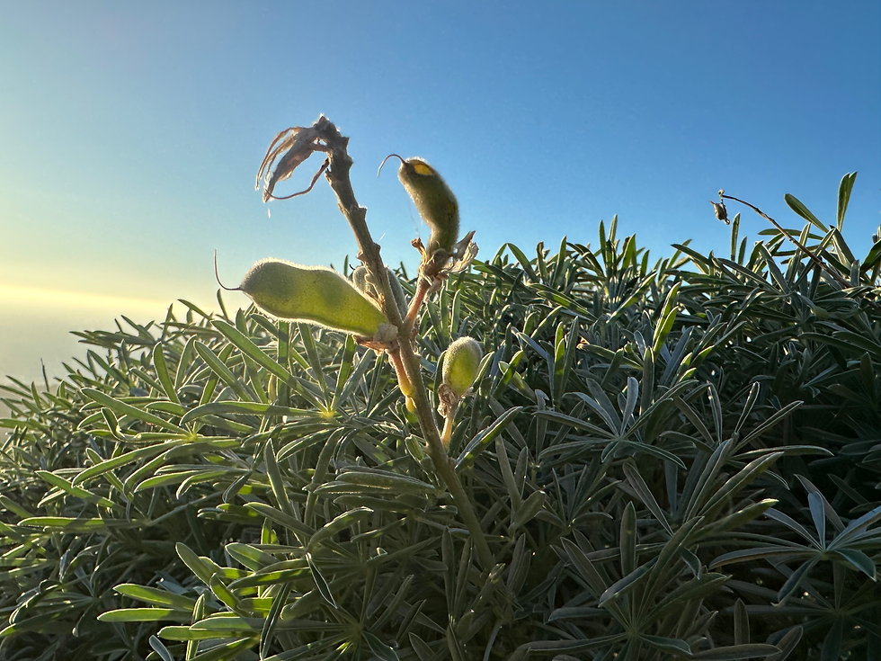Lupine Seed Pods