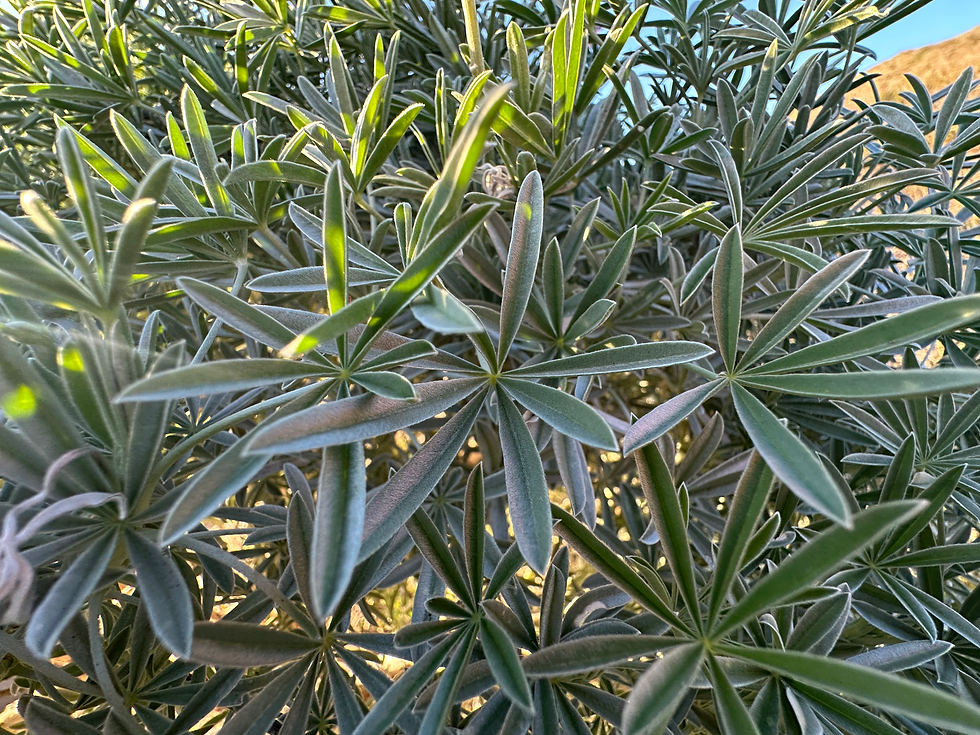 Lupine Foliage