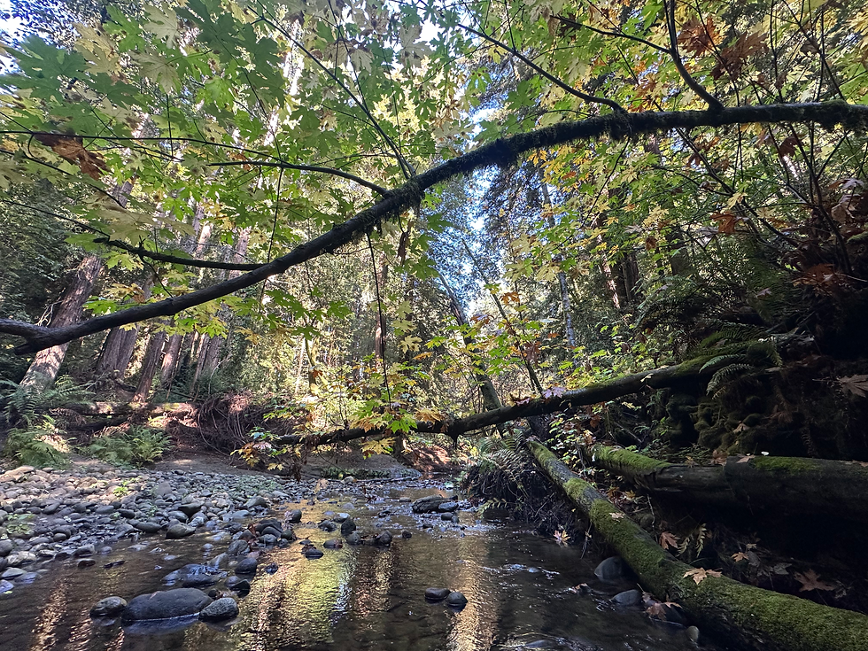 Bigleaf Maple along Aptos Creek