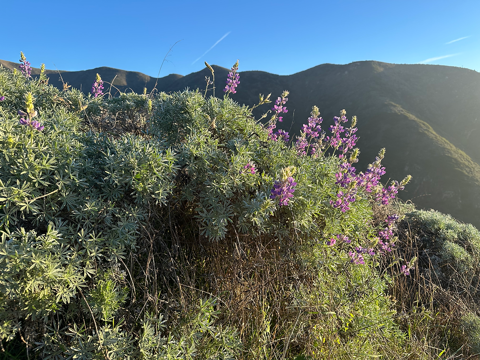 Lupine Bush In Bloom