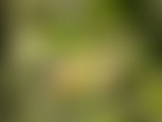 #8 Celebrating the Chaparral