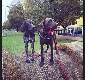 Group dog walking in Whangaparaoa, 3 dogs to one handler. Fun, small group.