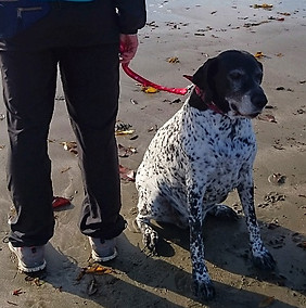 One on One dog walks in Whangaparaoa