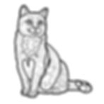 Tabby Cat