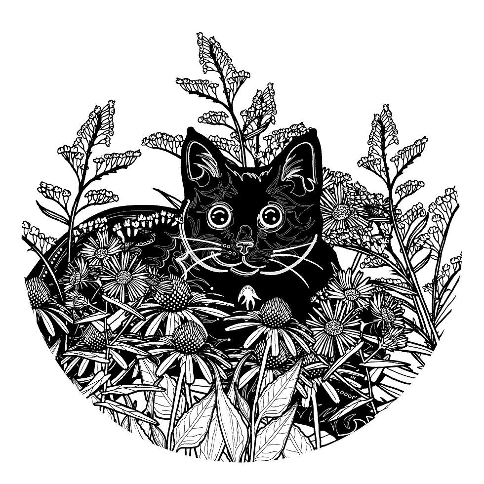 Black Cat Prairie Flowers