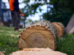 close up of a cut tree limb on the ground with a Redbird Services arborist in the background