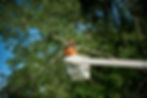 professional arborist in bucket triming a branch of tall tree in Kansas City