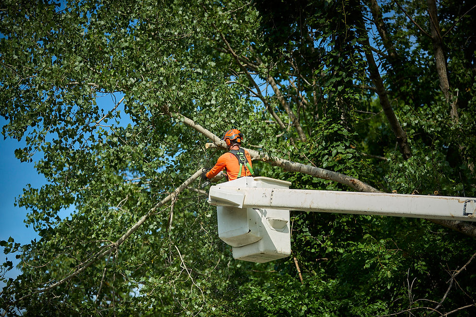 Aerial lift tree trimming service in Overland Park Kansas neighborhood