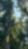 tall trees in Kansas City metro area
