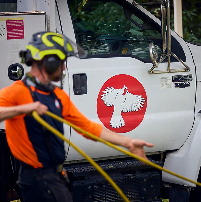 Safe rigging technique for controlled branch removal near Kansas City home