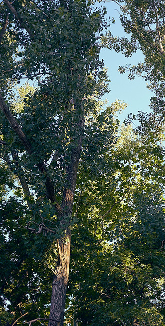 Efficient commercial tree removal for Kansas City property development