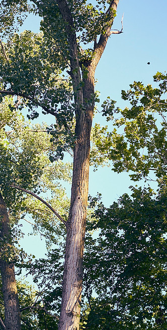 Professional tree climbing safety equipment used by Redbird Services