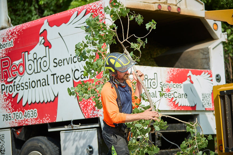 Tree removal crew safely clearing debris at Kansas City property