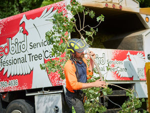 A Redbird Services certified arborist wearing a helmet carrying a cut branch next to a Redbird Services Professional Tree Care truck