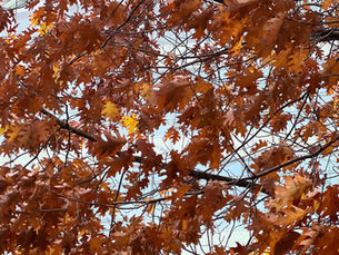 Fall Tree Care in the Kansas City Metro: Why Autumn Is Prime Time for Planting and Pruning