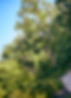 trees near road in Kansas City