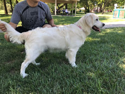 English Cream Golden Retrievers