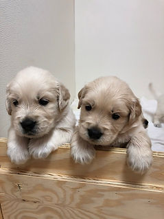 puppies colorado
