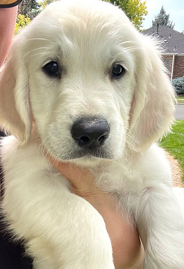 English cream puppies