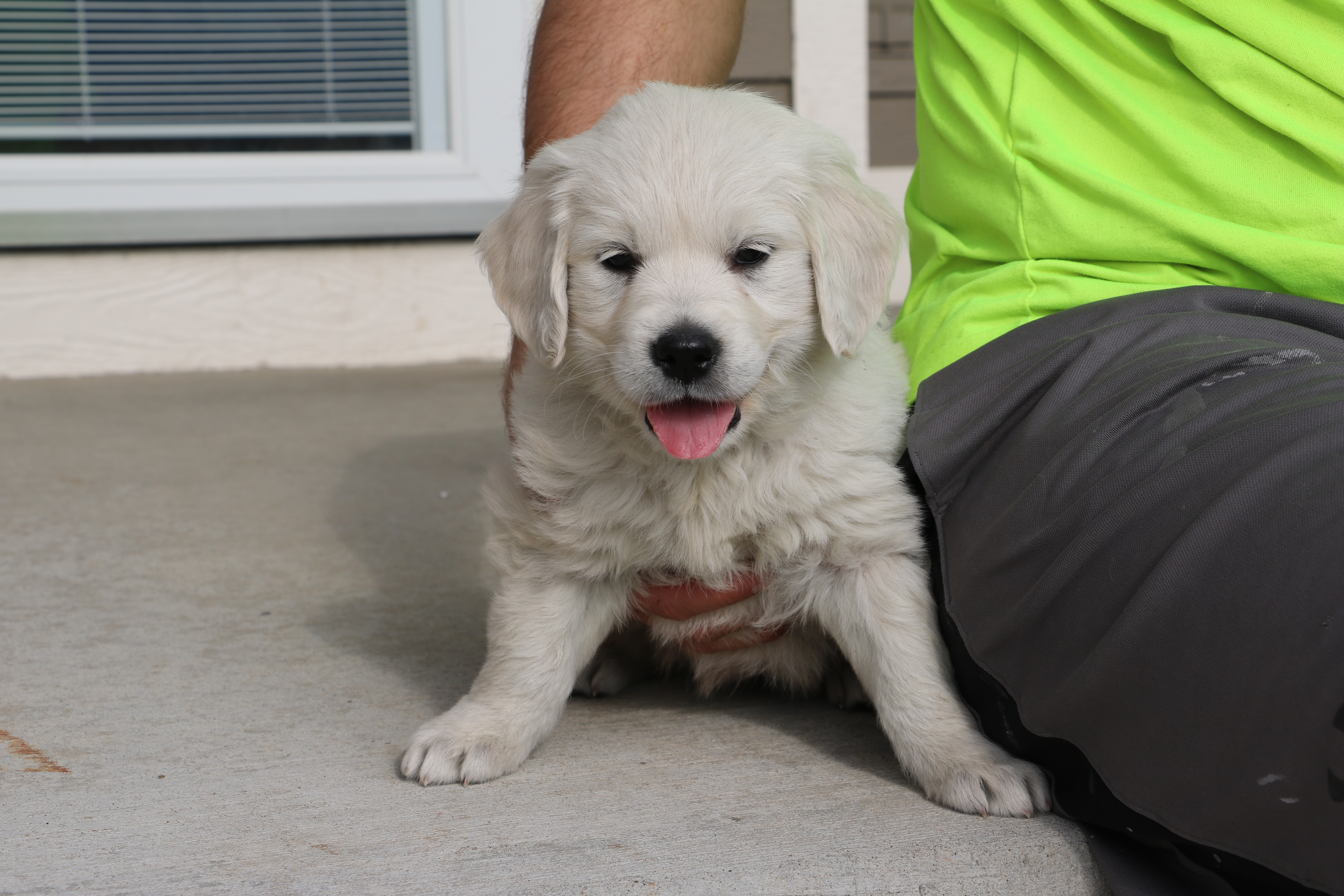 English Cream Golden Retriever Puppies Denver Colorado