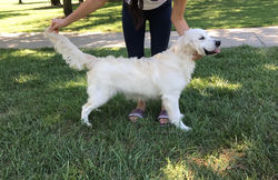 English Cream golden retriever