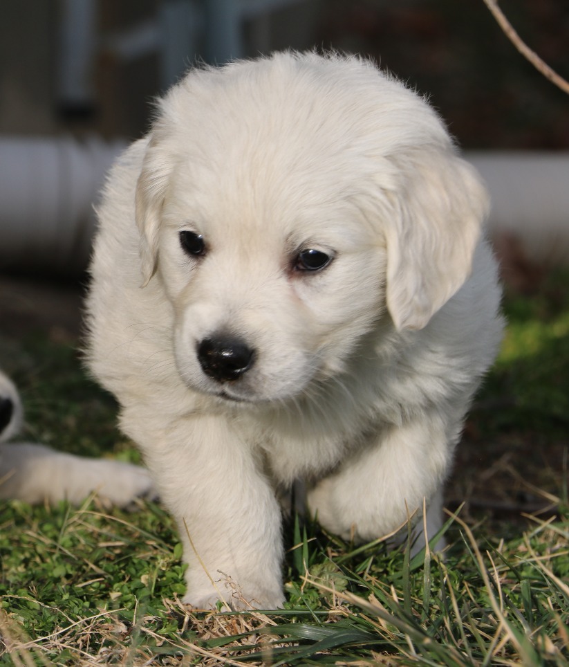English Cream Golden Retriever Puppies Denver Colorado
