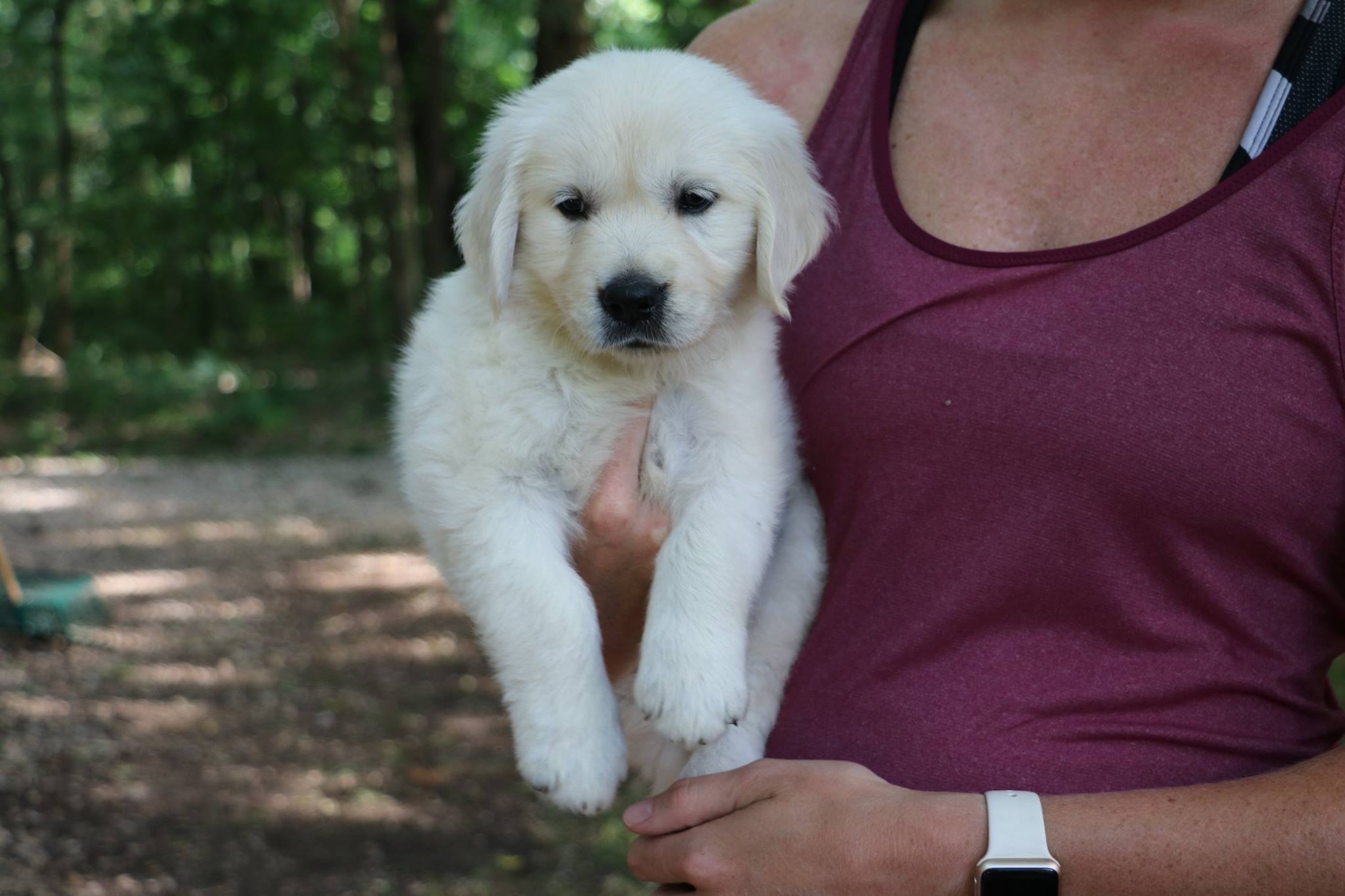 English Cream Golden Retriever Puppies Denver Colorado