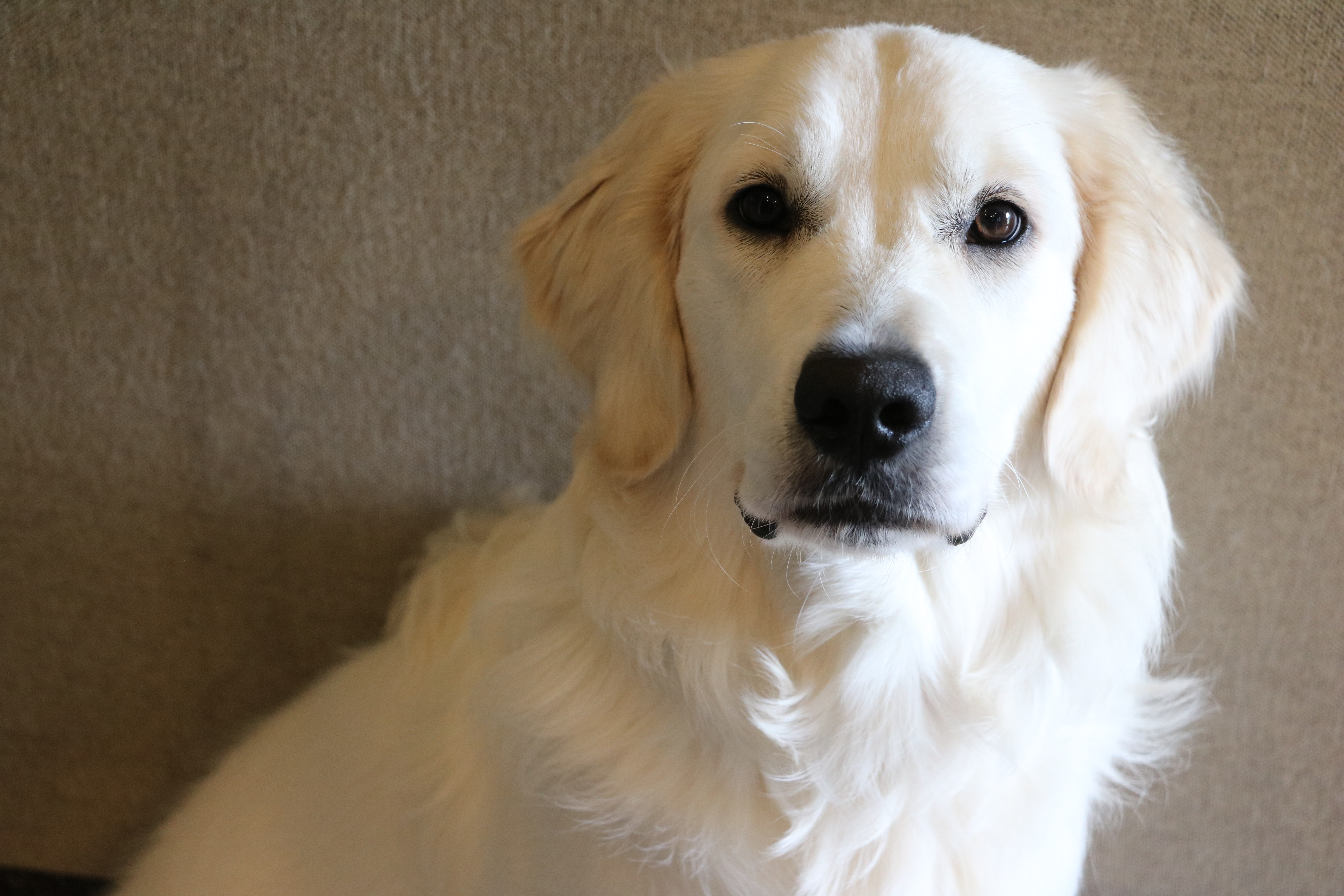 English Cream Golden Retriever Puppies In Denver Colorado