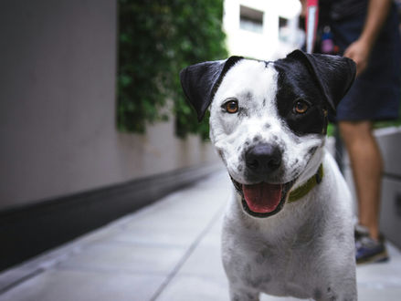 Caring For A Rescue Dog