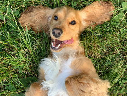 How to Live Happily With Your Dog
