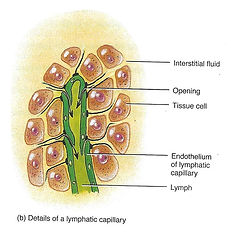 Lymph Nodes