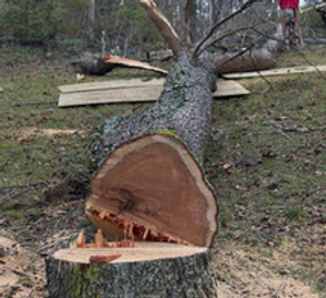 arbre-abattage.png