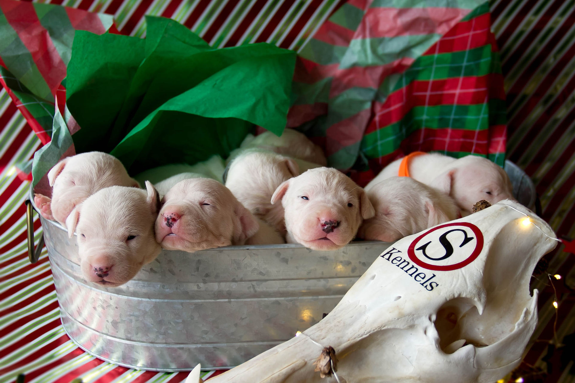 Dogo Argentino Puppies for Sale 8