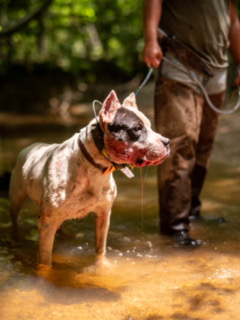 The Majestic Dogo Argentino