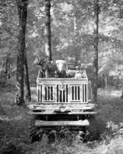 The Majestic Dogo Argentino