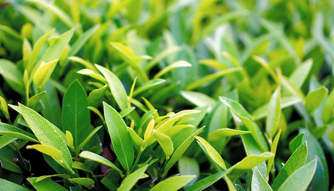 This photo is a tea leaf originating from West Sumatra_edited.jpg