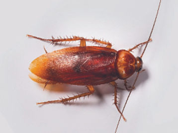 american-cockroaches.jpg