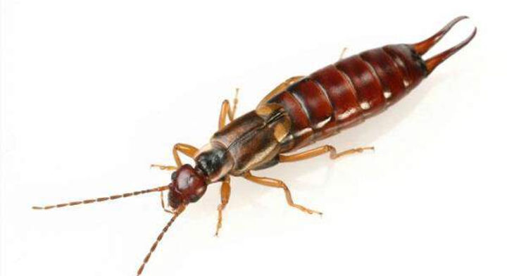 earwigs.jpg