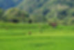rice-field-7629119_1280.jpg