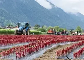 Champ de plant Savoie.webp