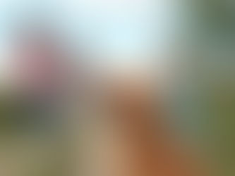 Backyard Ideas Dogs and Kids Can Enjoy Together