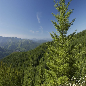 NEWL - Forest 2.png
