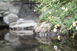 IMG_4706.JPG