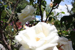IMG_8163.JPG