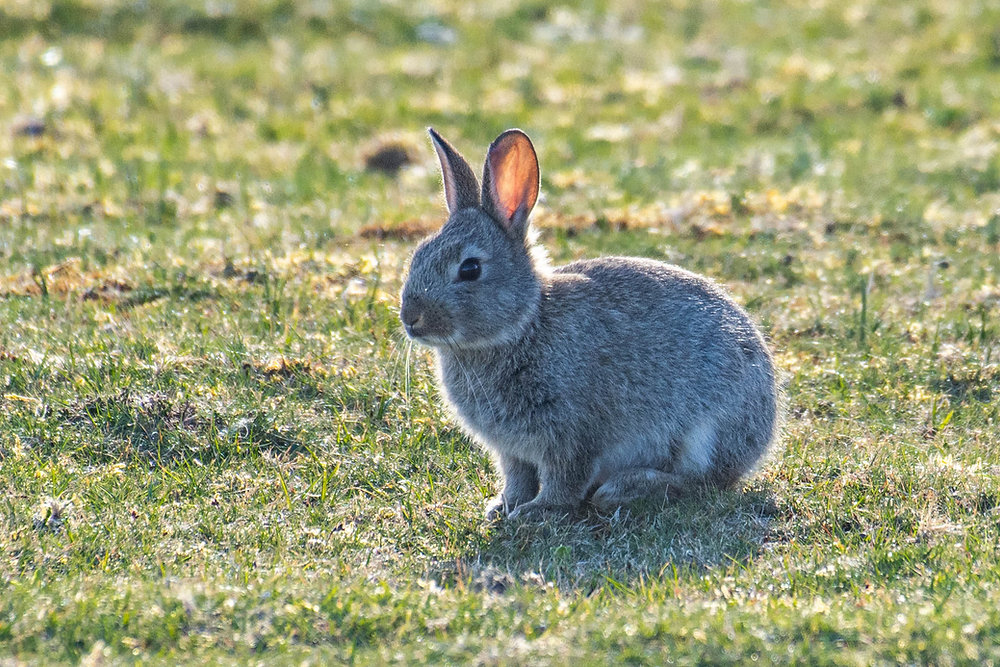 Rabbits: the 