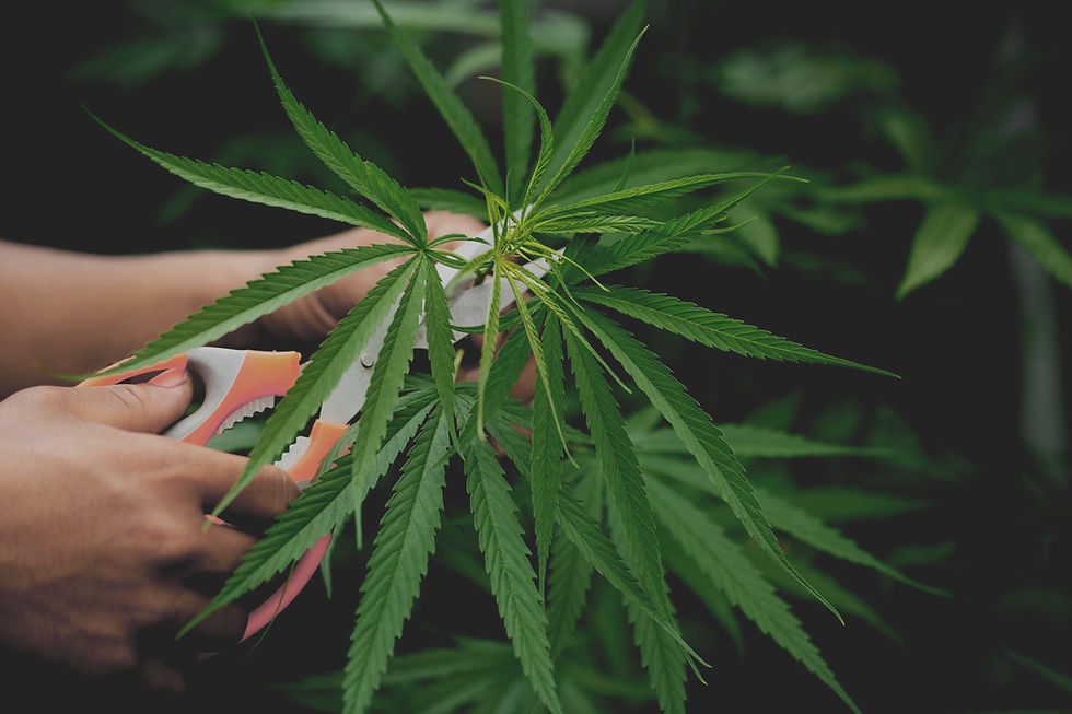 marijuana