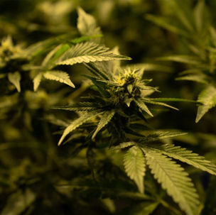 The Truth About Marijuana Addiction