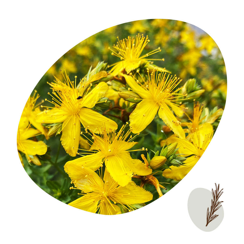 johanniskraut (echtes)