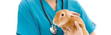 Vet