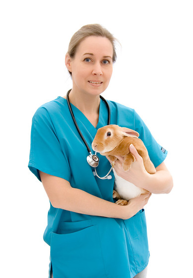 Bons motivos para castrar coelhos